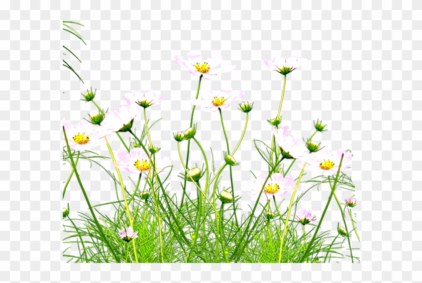 Wild Flowers Png Clipart #632306