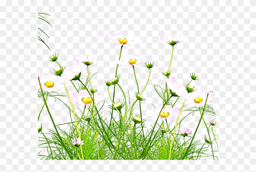 Wild Flowers Png Clipart