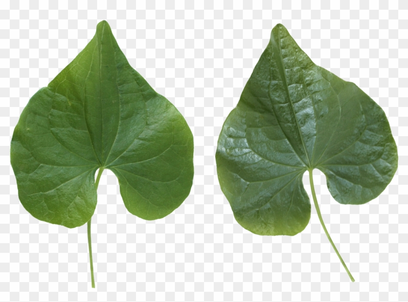 Green Leaves - Leaves Png Clipart #632599