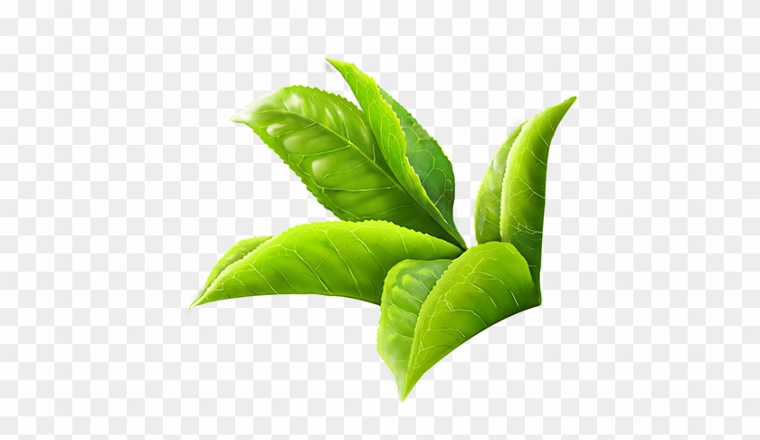 600 X 622 22 0 - Green Tea Leaf Png Clipart