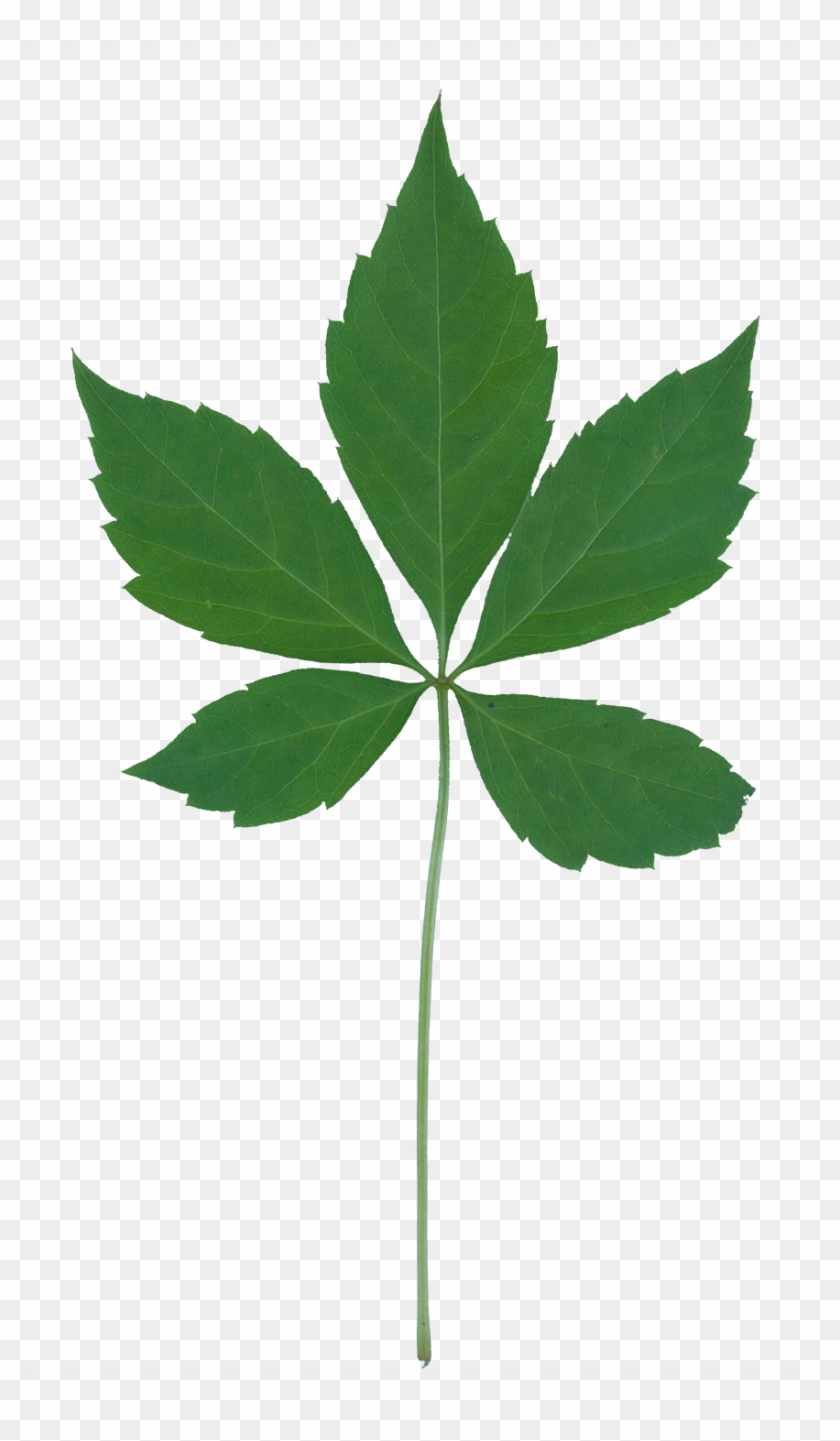 Single Green Leaf Png - Vegetation Clipart #632969