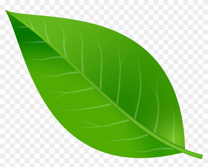 Free Png Download Leaf Png Images Background Png Images - Dibujo De Hoja A Color Clipart