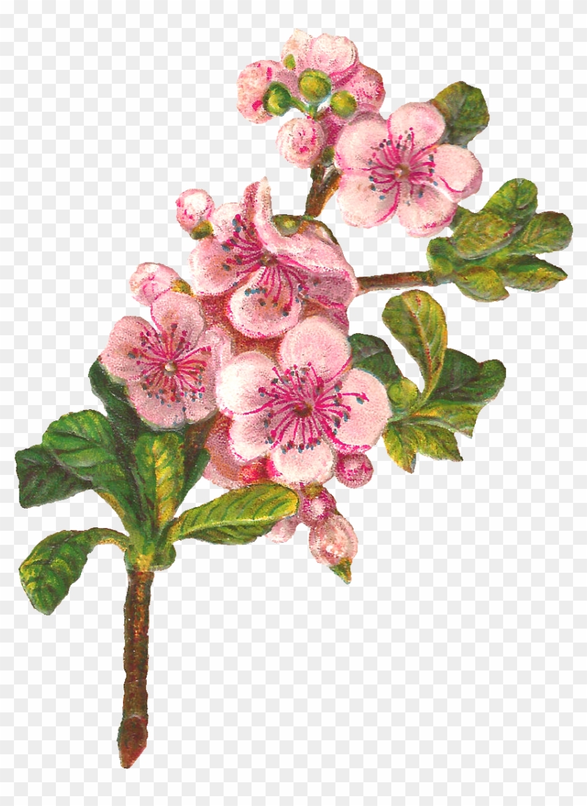 Apple Tree Flowers - Apple Blossom Png Clipart Transparent Png #634736