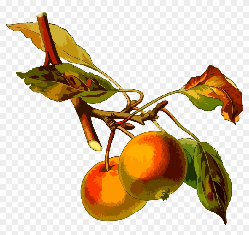 Big Image - Common Name Of Apple Clipart