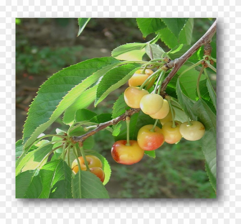 Ornamental Apple Tree - Yellow Plum Clipart #635601