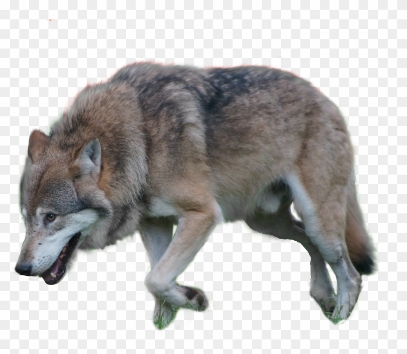 Png Image Information - Wolf Png Clipart #636023