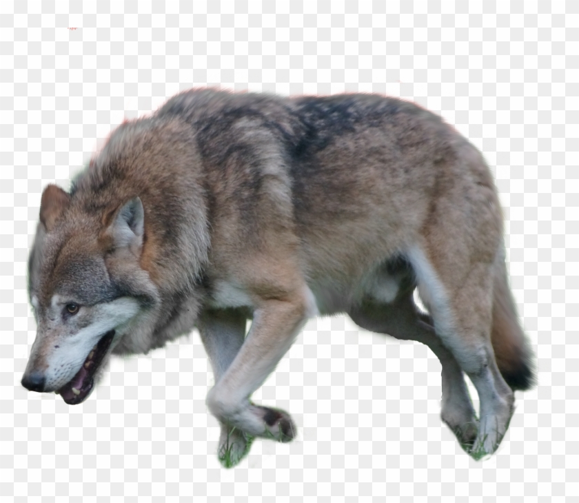Png Image Information - Wolf Png Clipart