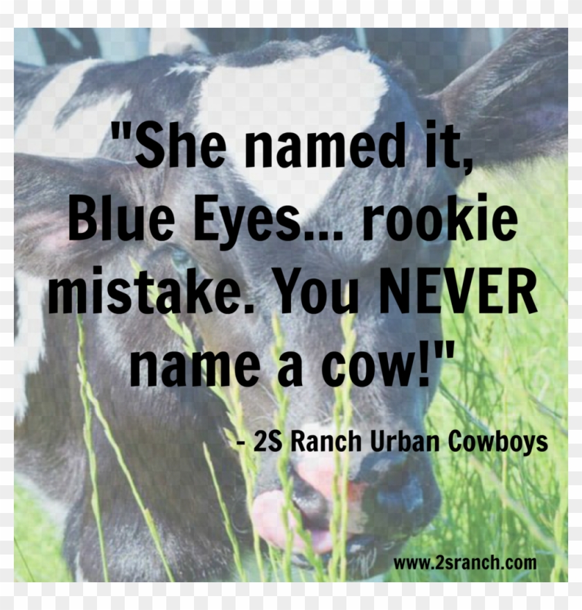 Blue Eyes - Dairy Cow Clipart