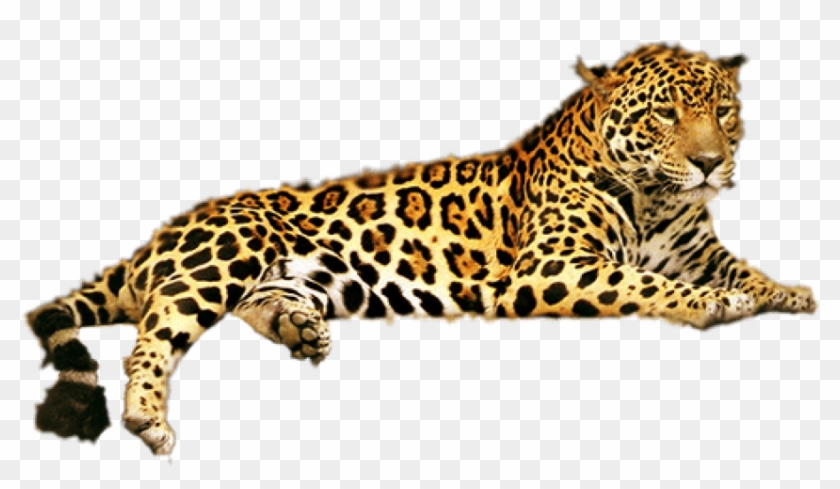 Free Png Download Jaguar Png Png Images Background - Leopard Png Clipart