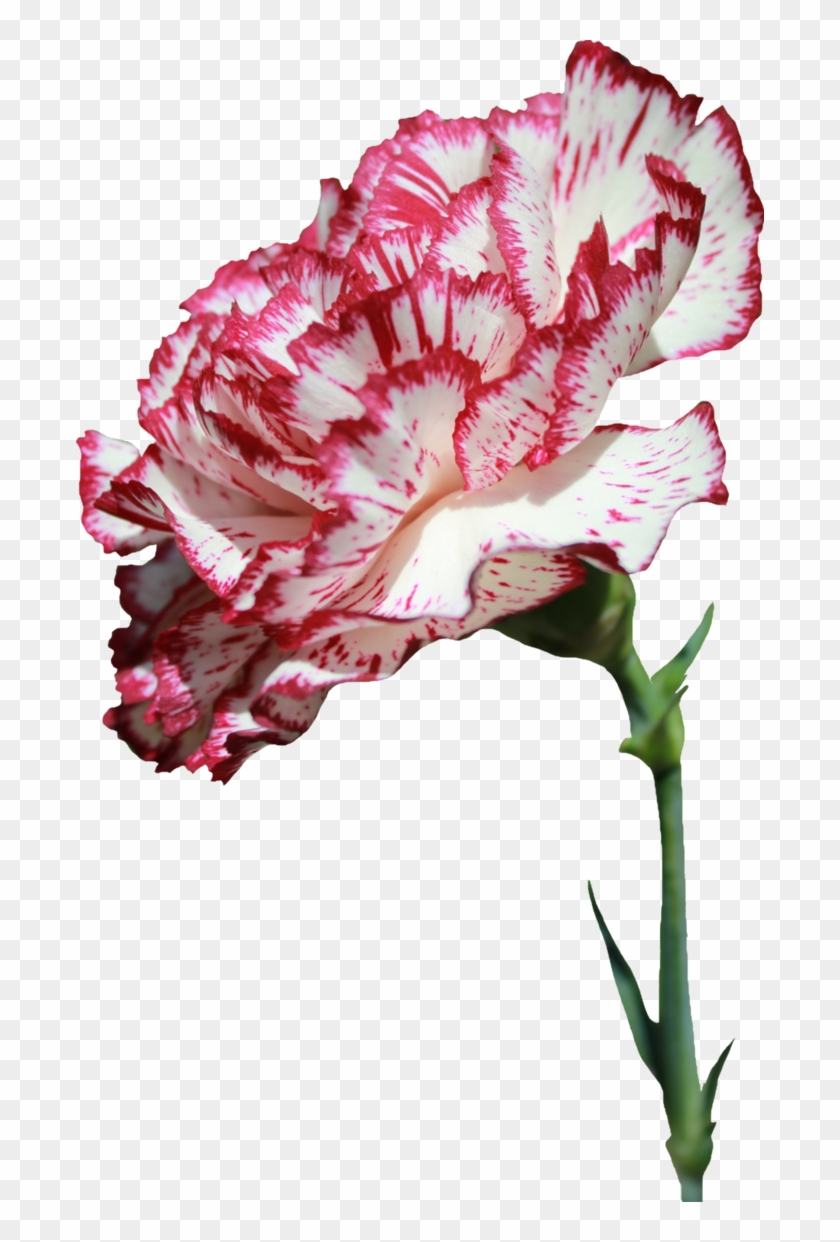 Carnation Flower Png - Carnation Flower Transparent Background Clipart #640772
