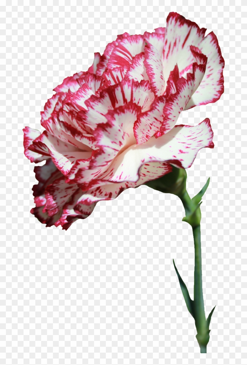 Carnation Flower Png - Carnation Flower Transparent Background Clipart
