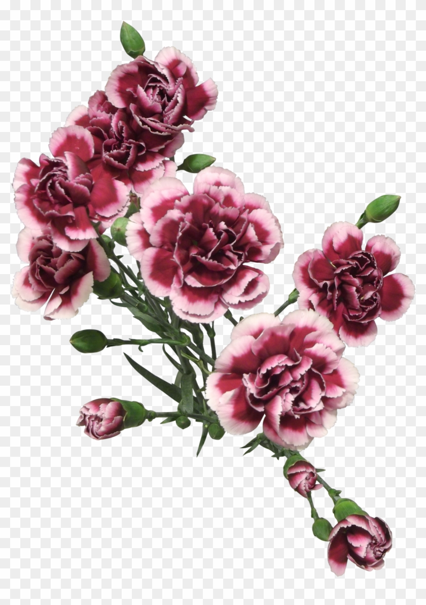 Cut Flowers Of Carnation Png Clipart #640832