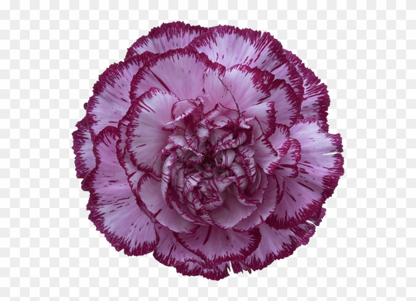 Bacarat Purple Carnation - Carnation Blue Copernico Clipart #640894