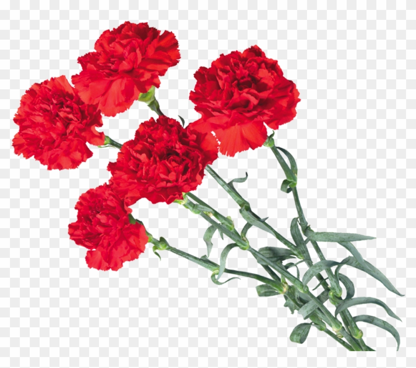 Carnations Png - Carnation Flower Clipart #640946