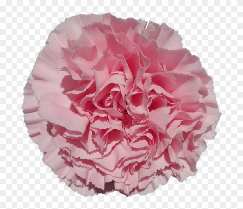 Ilusion - Carnation - Carnation Clipart