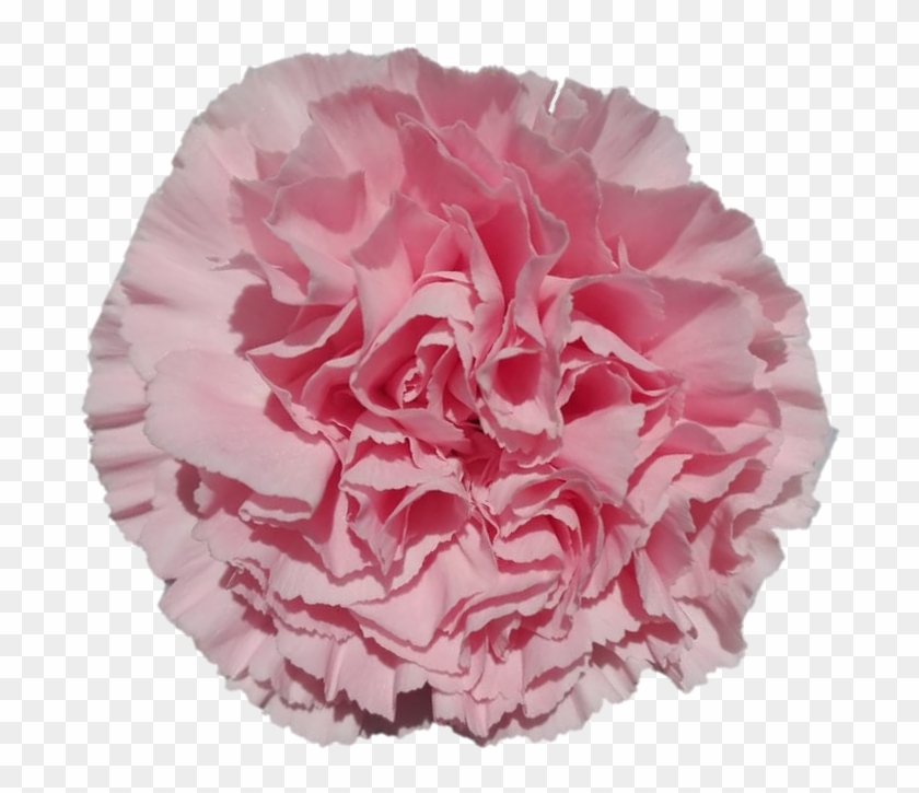 Ilusion - Carnation - Carnation Clipart #641034