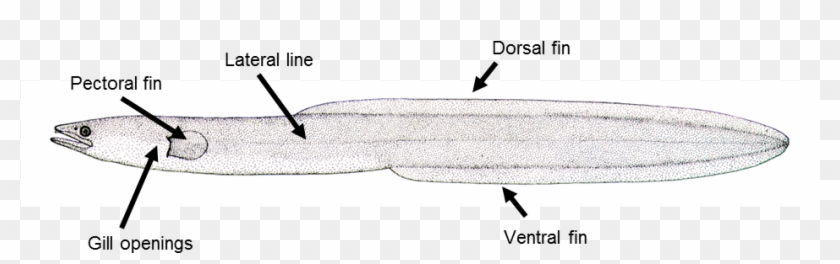 Key Features Of Eel Anatomy - Zeppelin Clipart