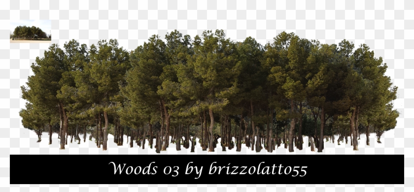 Forest Tree Png Clipart