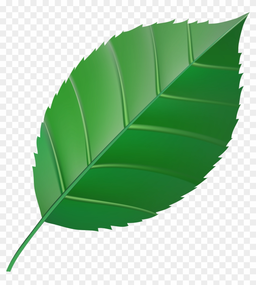 Green Leaf Transparent Clip Art Image - Png Download #641159