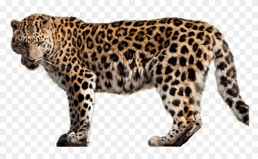 Free Png Download Jaguar S Png Images Background Png - Amur Leopards No Background Clipart #641279