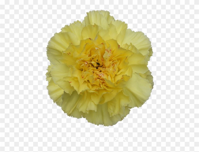 Colibri Flowers Carnation Hermes, Grower Of Carnations, - Hermes Carnation Clipart #641326