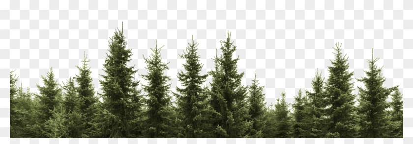 Clip Art Forest Trees Png - Black And White Pine Trees Transparent Png #641332