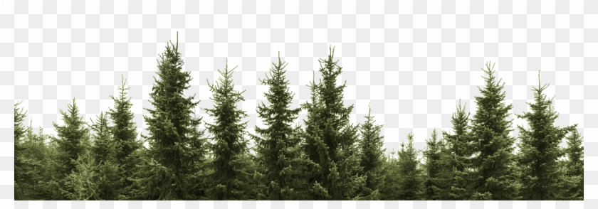Clip Art Forest Trees Png - Black And White Pine Trees Transparent Png