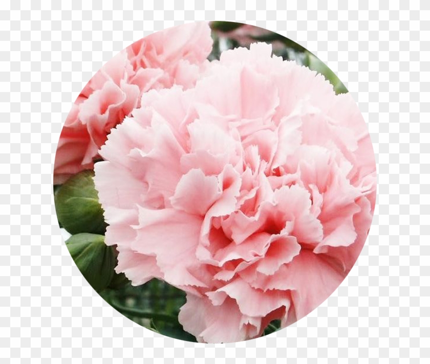 January - Carnation - Carnation Dianthus Clipart #641566