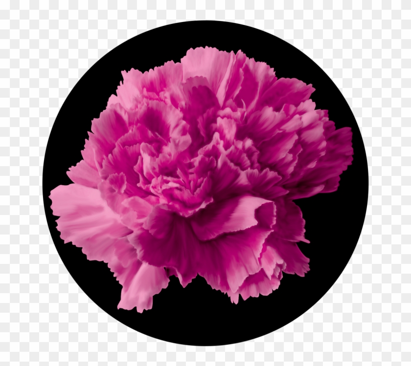 Pink Carnation - Carnation Clipart #641675