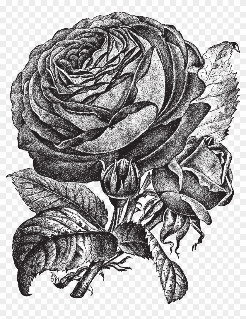 1857 X 2323 11 - Garden Roses Clipart #641815