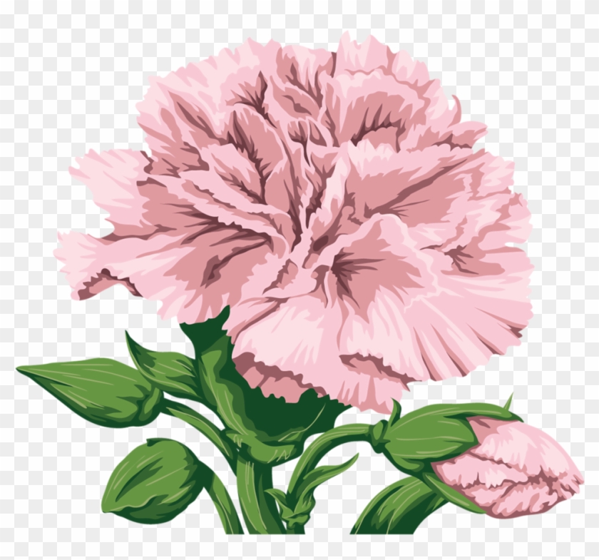 Fcd6b5a6e801 Free Watercolor Flowers, Flower Png Images, - Carnation Clipart #641890