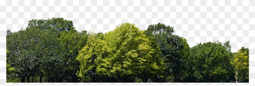 Trees - Group Of Trees Png Clipart
