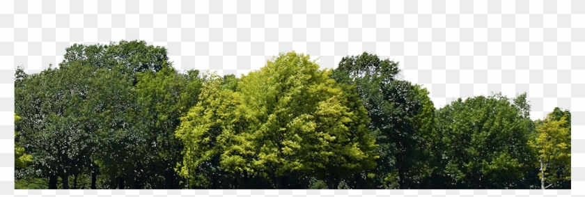 Trees - Group Of Trees Png Clipart #641907