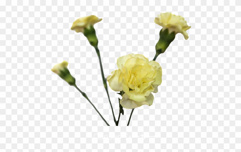 Colibri Flowers Minicarnation Caesar, Grower Of Carnations, - Garden Roses Clipart