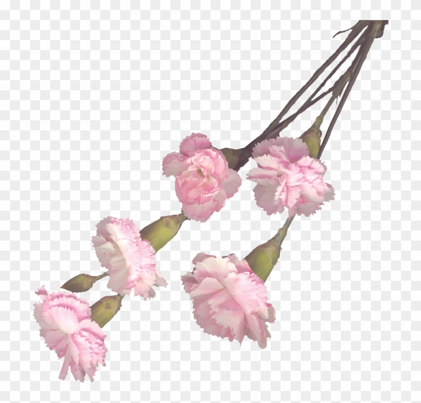 Transparent Pink Carnation Png Clipart #642129