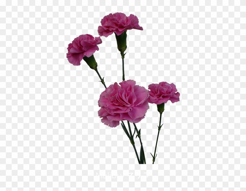 Colibri Flowers Minicarnation Malibu, Grower Of Carnations, - Carnation Spray Clipart