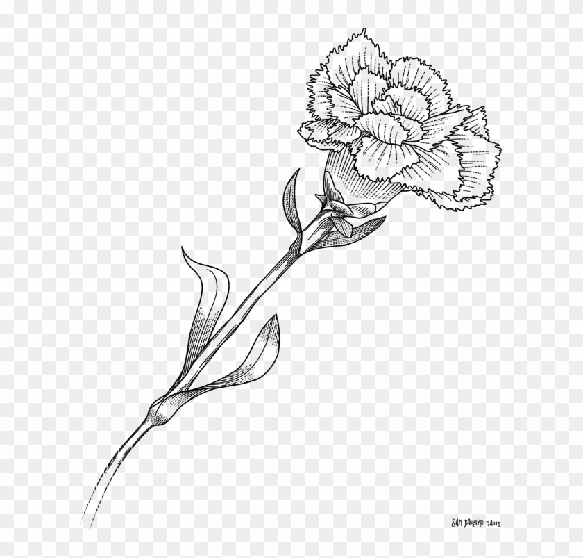 Floral Design Monochrome - White Carnation Drawing Transparent Clipart