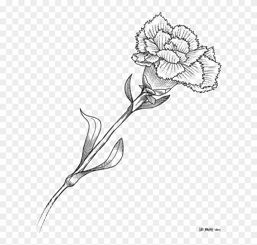 Floral Design Monochrome - White Carnation Drawing Transparent Clipart #642565