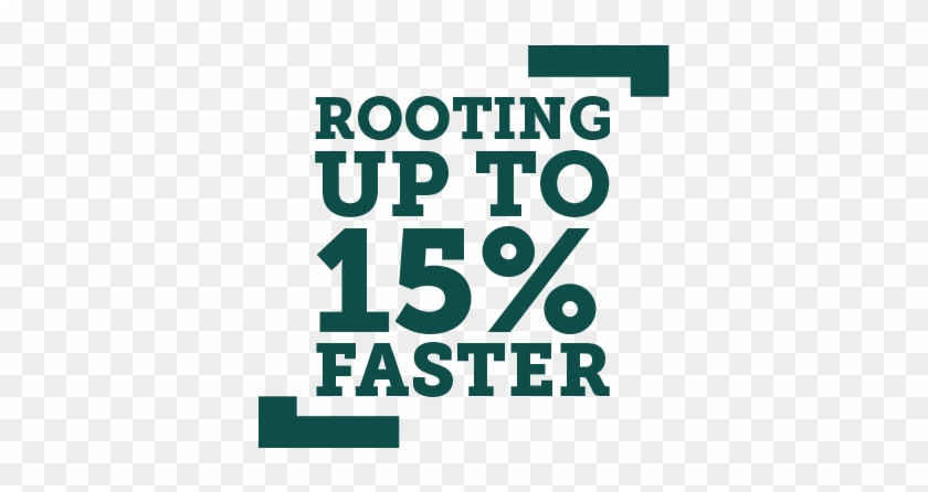 Carnation Statement - Family Clipart #642648