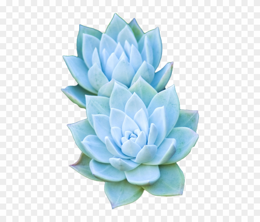 Succulents - - Light Blue Aesthetic Png Clipart
