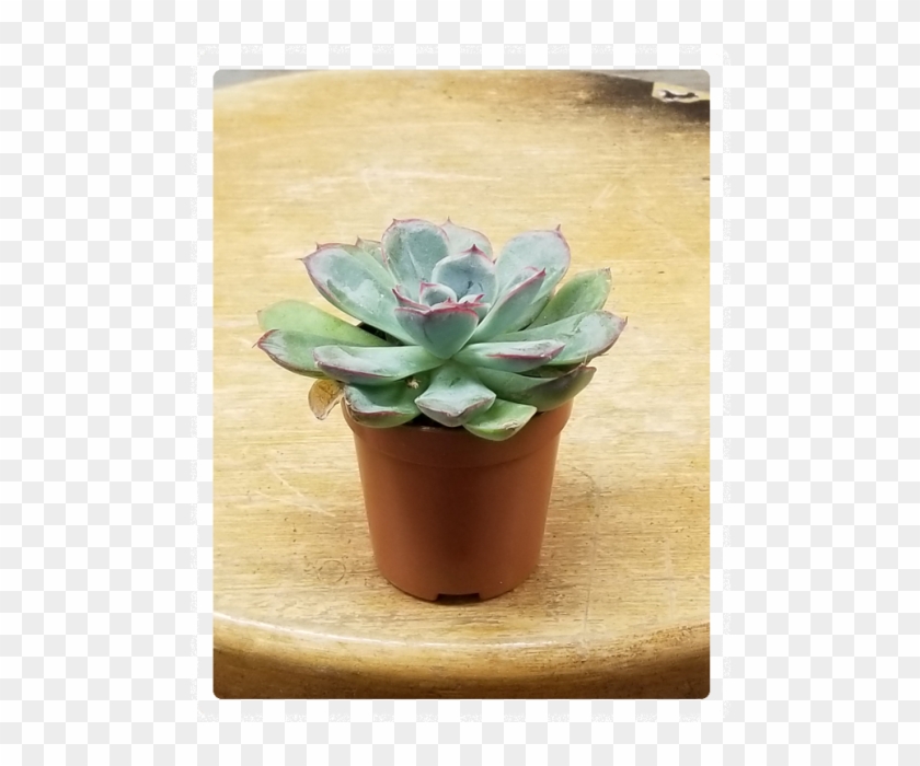 Mini Succulent 3" Potted Plant Variety - Flowerpot Clipart #643113