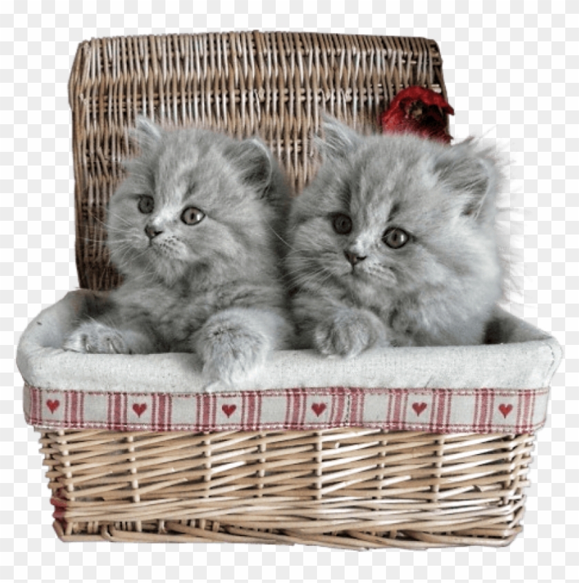 Free Png Small Kittens In Basket Png Images Transparent - Cat In A Basket Transparent Clipart #643143