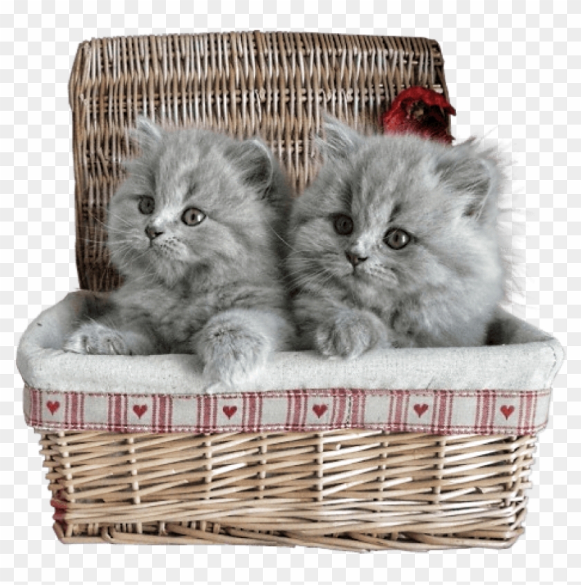 Free Png Small Kittens In Basket Png Images Transparent - Cat In A Basket Transparent Clipart