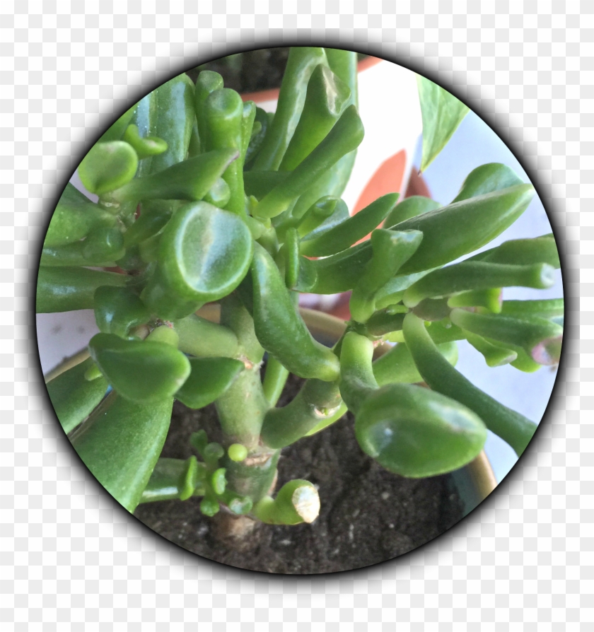 Img - Plantas Da Sorte Suculentas Clipart #643229