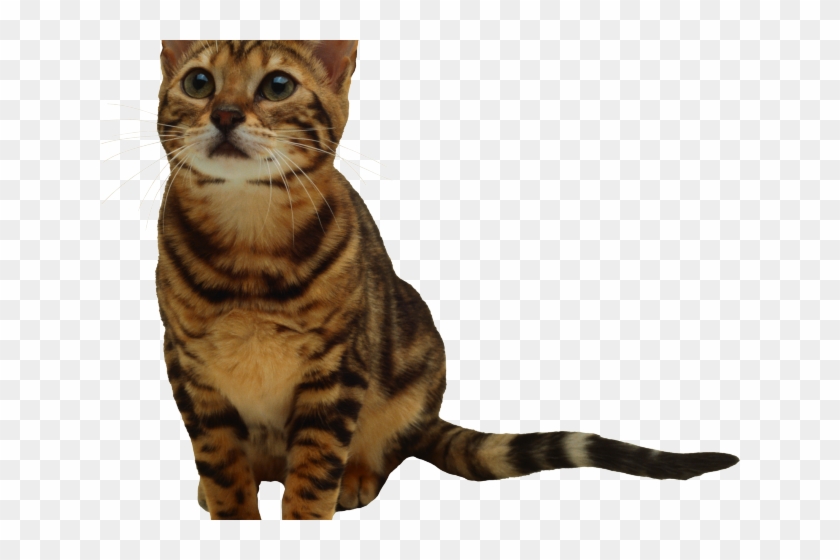 Kittens Clipart Transparent Background - Tabby Cat Transparent Background - Png Download #643255