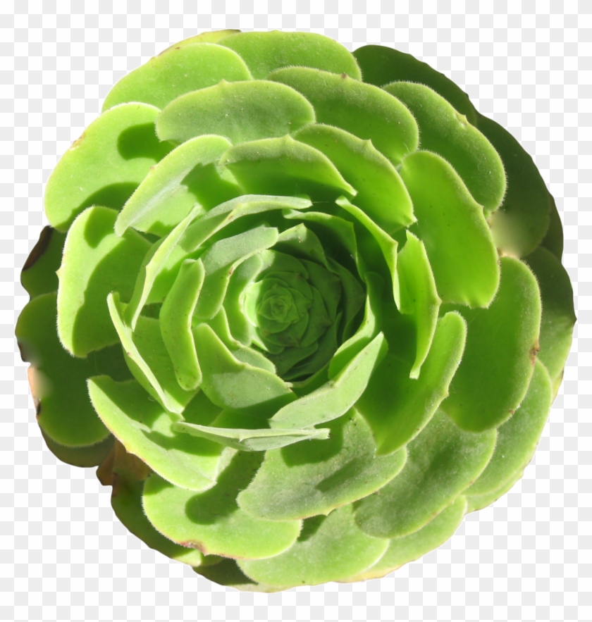 A Fleshy Transparent Under The Sun - White Mexican Rose Clipart #643677