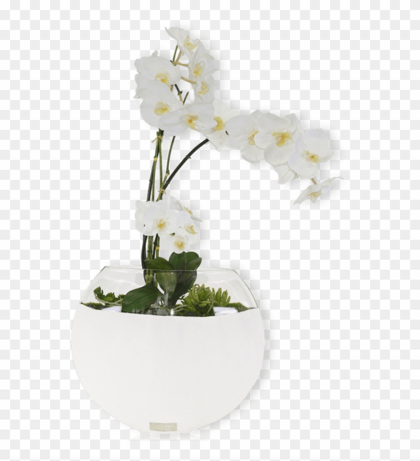 Description - Bougainvillea Clipart