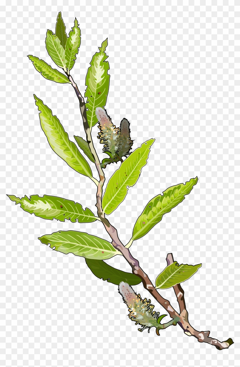 Archivo - Sauce - Algas Marinas En Png Clipart #644517