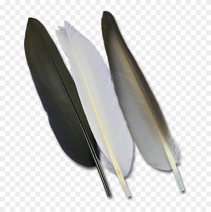 Feather Clipart