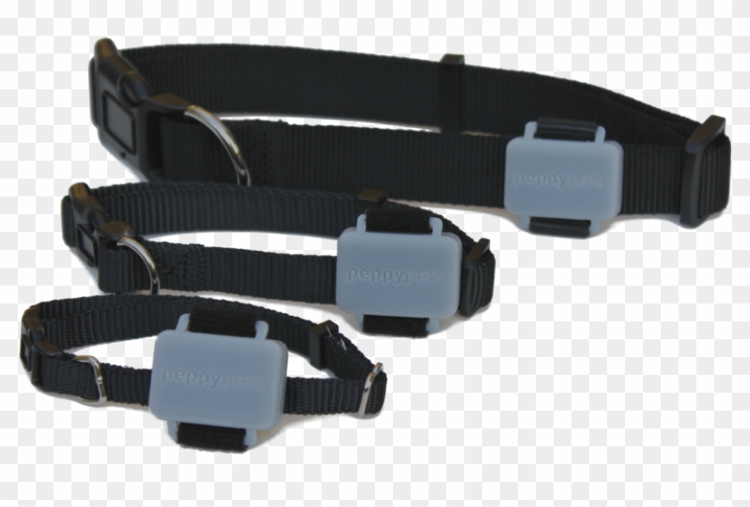 Peppypets Tag On Dog Collar - Strap Clipart #644821